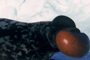 Hochlach - predstavnik pečatov Hochlach - predstavnik pečatov